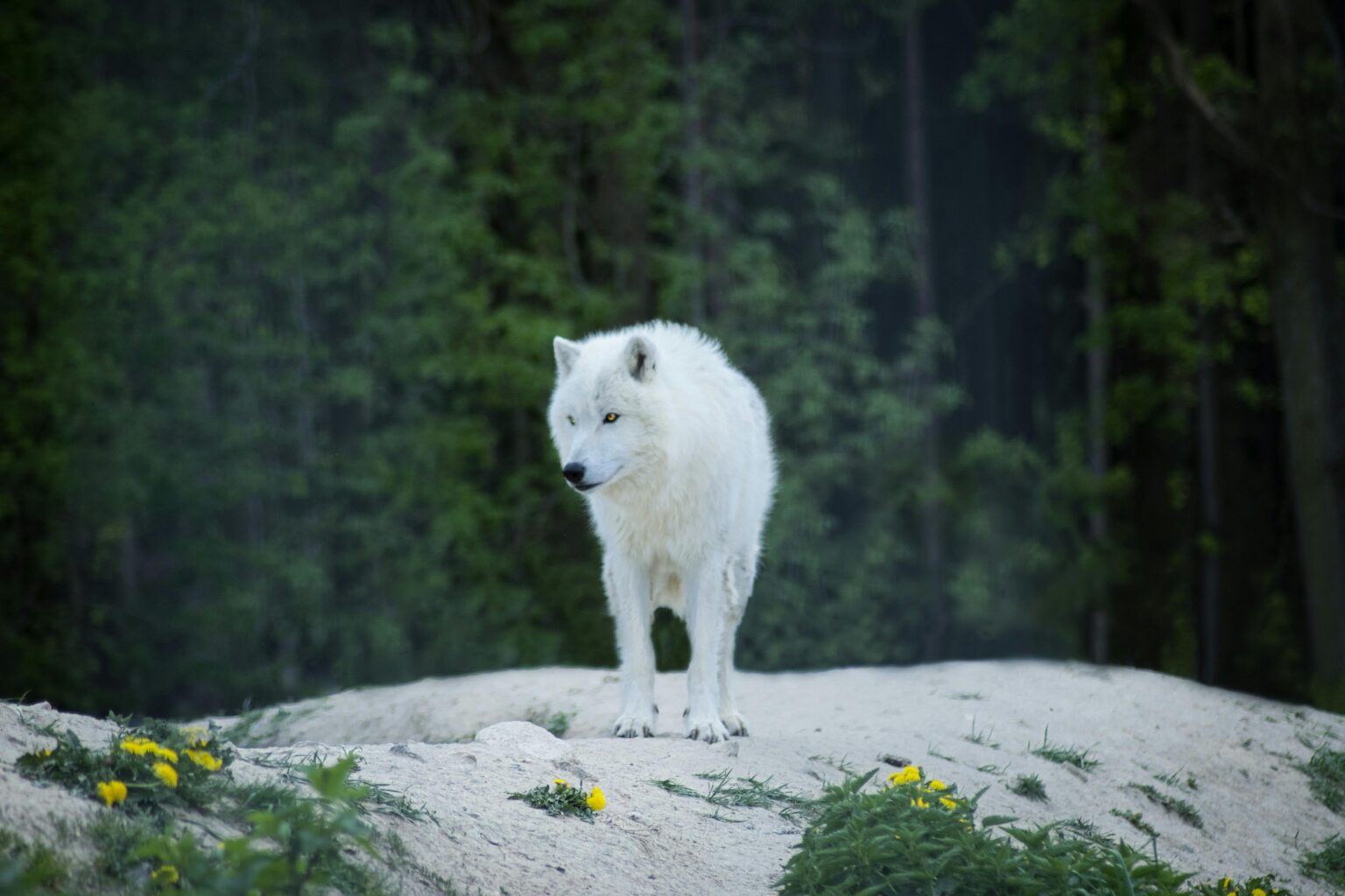 Dire Wolf